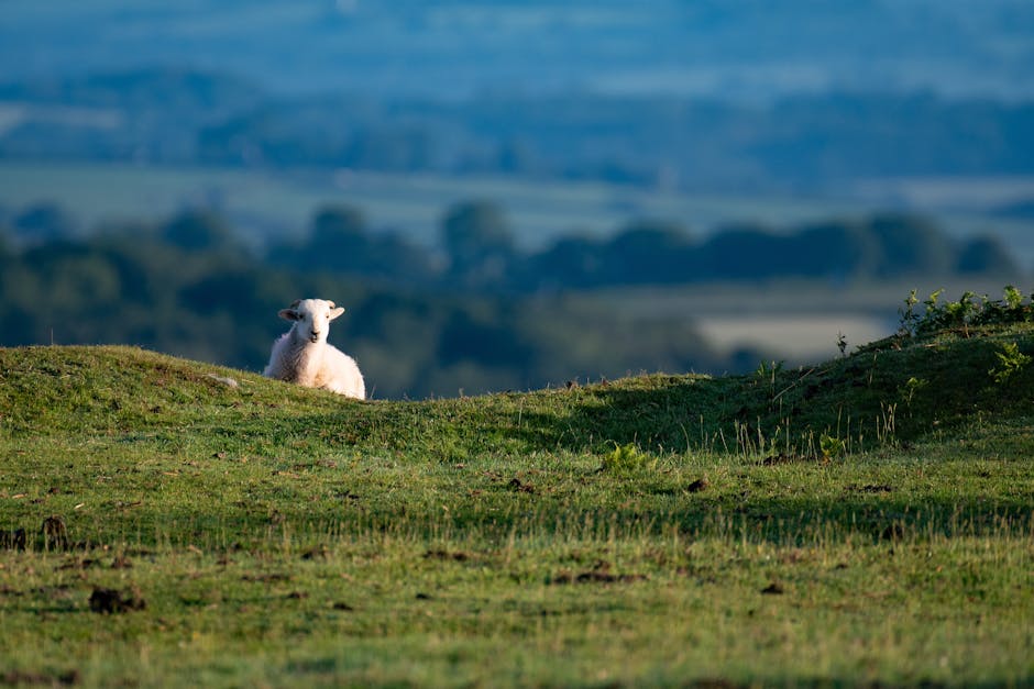 Getting Started with Sheep Farming on the Isle of Skye