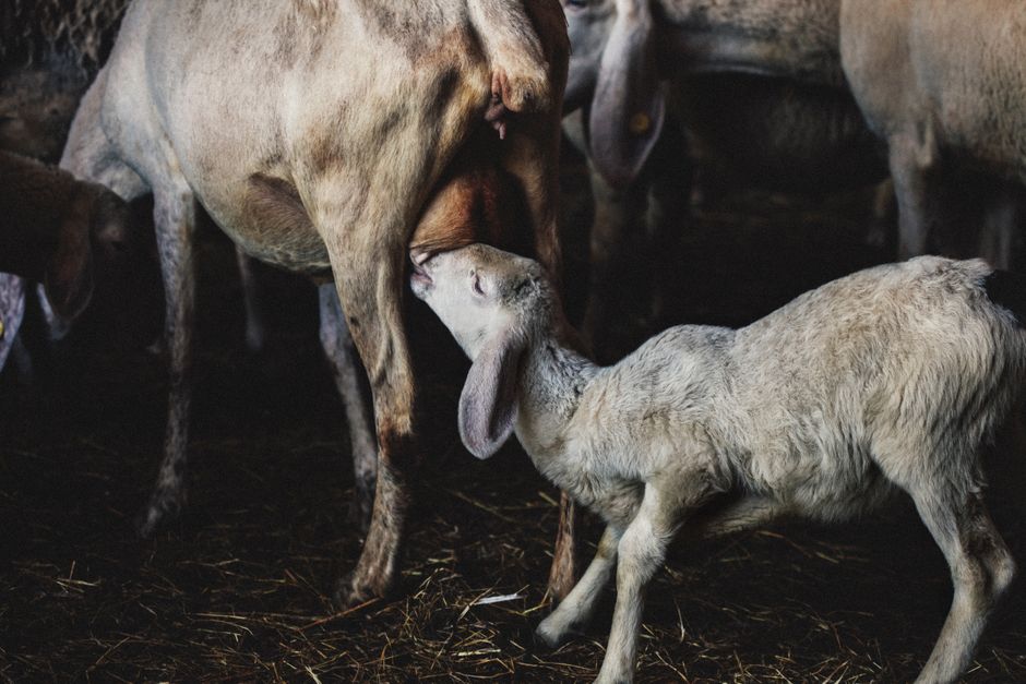 Lambing Season: Essential Preparation and Management
